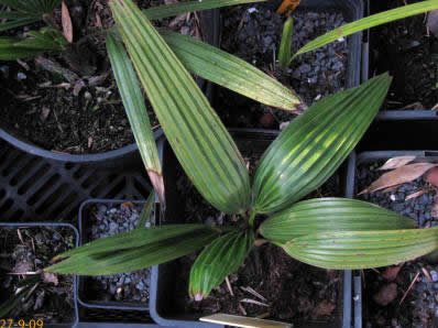 geminisectus